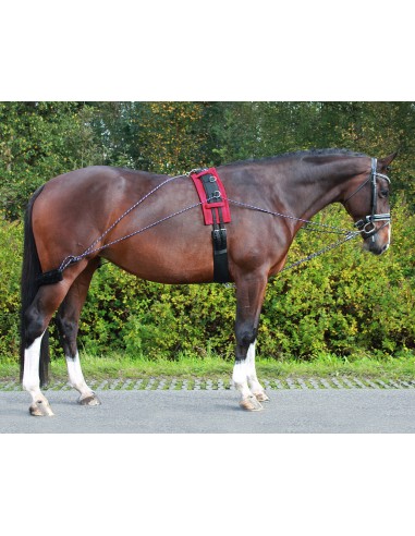 Comprar online QHP Lunging training system