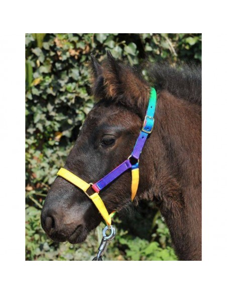 Shetland pony head collar Multicolor