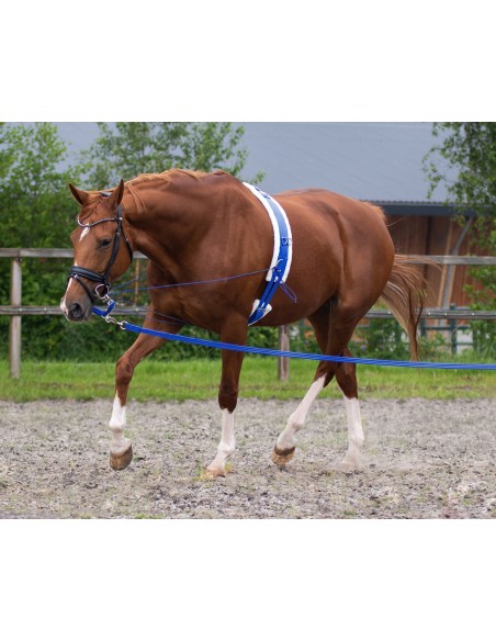 Lunging girth QHP Ontario